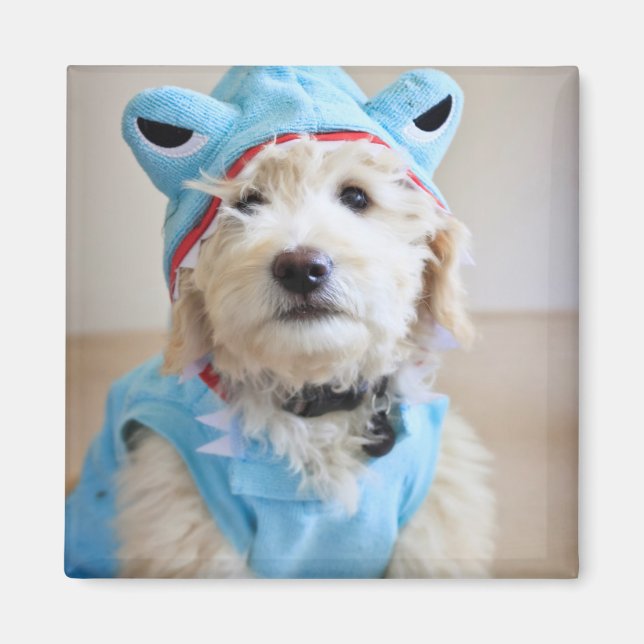 Aimant Goldendoodle En Costume De Requin (Devant)