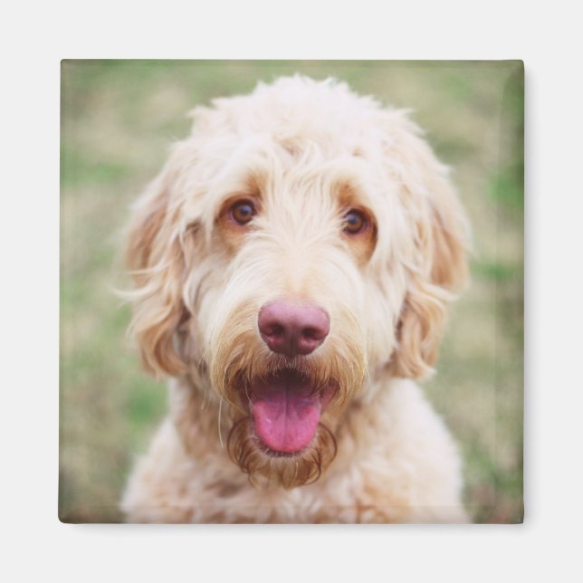 Aimant Goldendoodle souriant (Devant)
