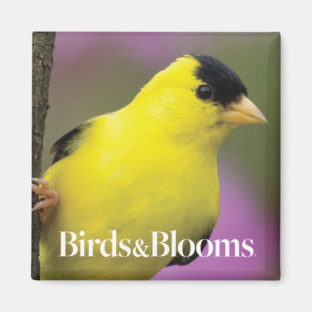 Aimant Goldfinch (Devant)