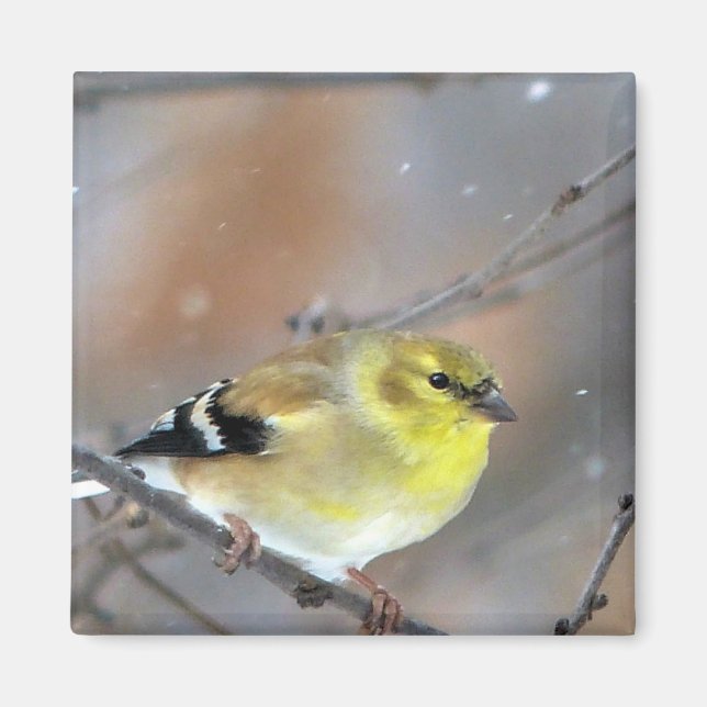 Aimant Goldfinch (Devant)