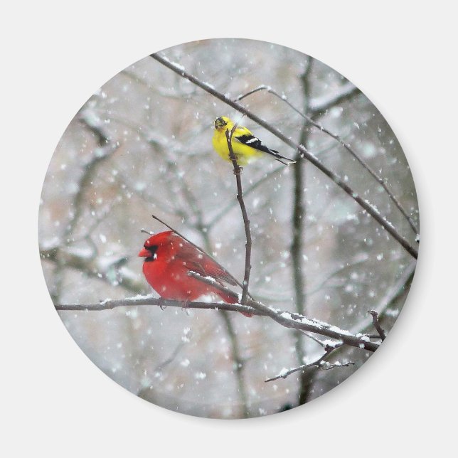 Aimant Goldfinch Et Cardinal (Devant)