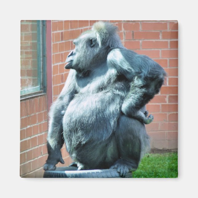 AIMANT GORILLAS (Devant)