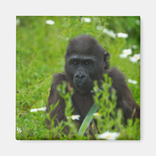 Aimant Gorille Bébé Se Cachant Dans L'Herbe (Devant)
