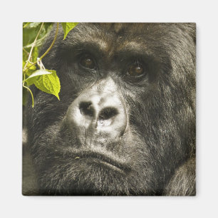 Aimant Gorille de montagne, Gorilla beringei beringei,