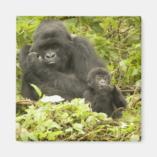 Aimant Gorille des montagnes, Gorilla beringei (anciennem