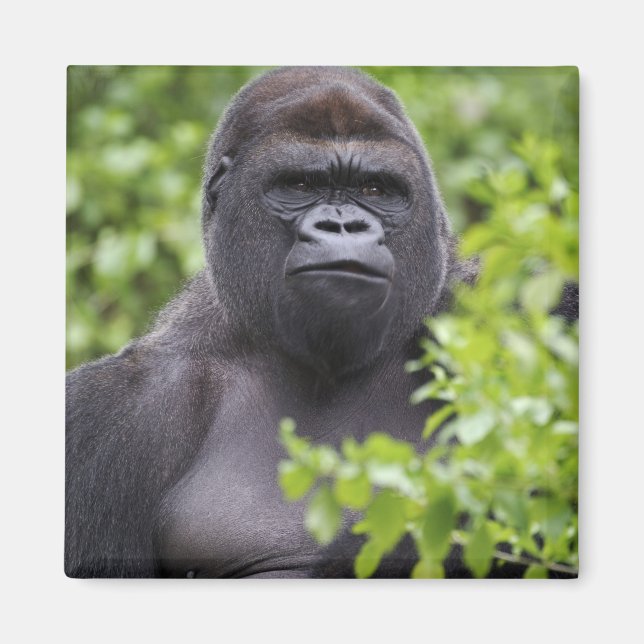 Aimant Gorille des plaines à dos argenté, Gorilla gorilla (Devant)