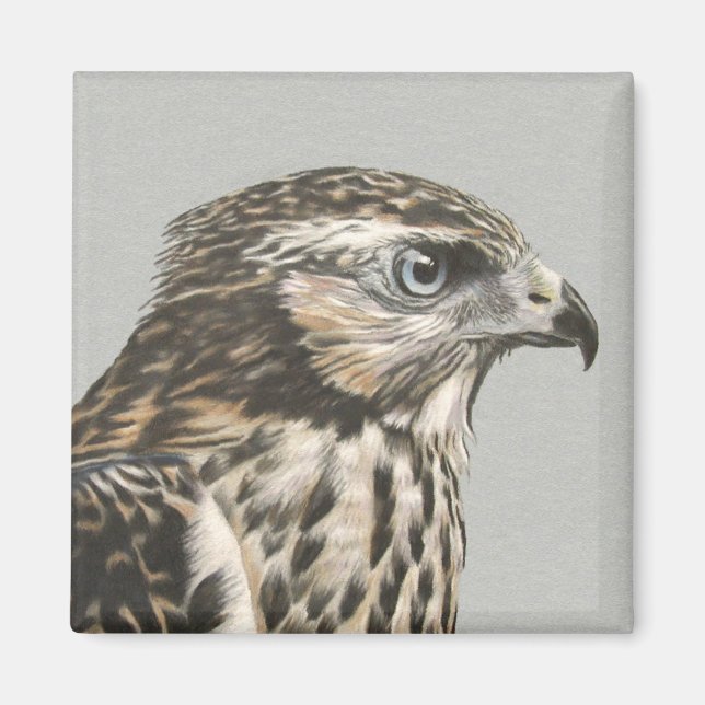 Aimant Goshawk immature (Devant)
