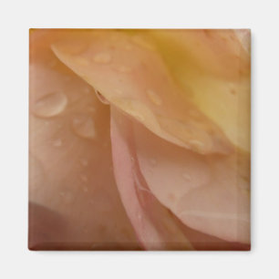 Aimant Gouttes de pluie sur des pétales de rose Floral ro