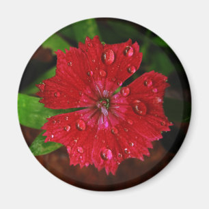 Aimant Gouttes de pluie sur la belle photo rouge de fleur