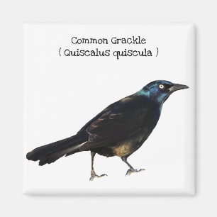 Aimant Grackle commun