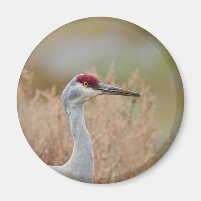 Aimant Graine de Sandhill (Devant)