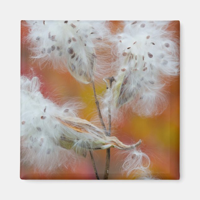 Aimant Graines d'asclépiade en automne, Canada (Devant)