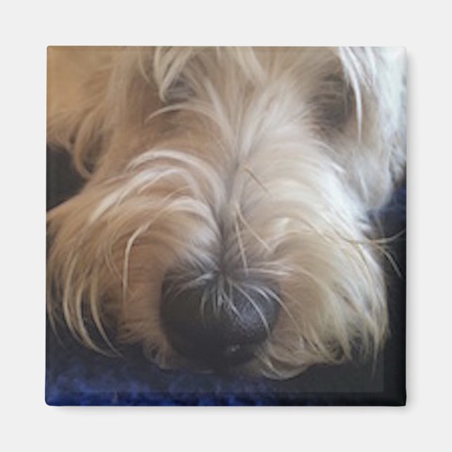 Aimant Grand Basset Griffon (Devant)