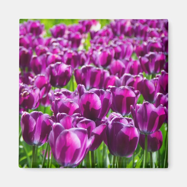 Aimant Grand champ de tulipes pourpres (Devant)