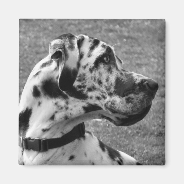 AIMANT GRAND DANE (Devant)