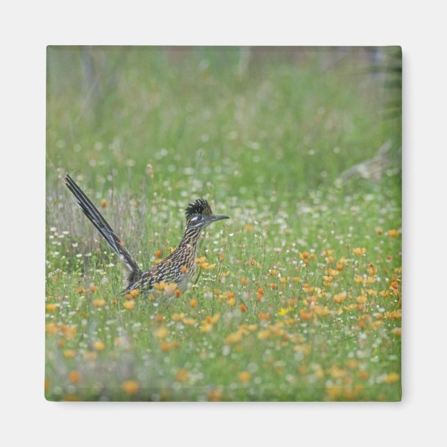 Aimant Grand Géocoucou, Geococcyx (Devant)