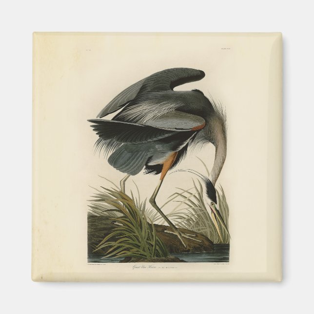 Aimant Grand Héron bleu d'Audubon Marais Oiseau (Devant)
