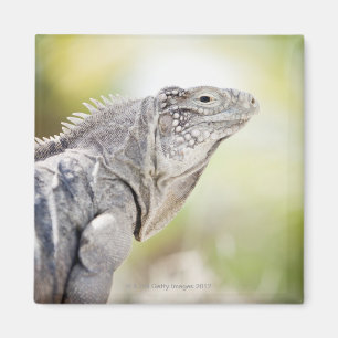 Aimant Grand iguane vert se dorant au soleil dans