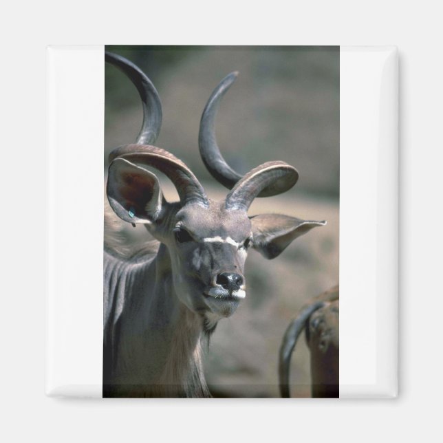 Aimant Grand Kudu (Devant)
