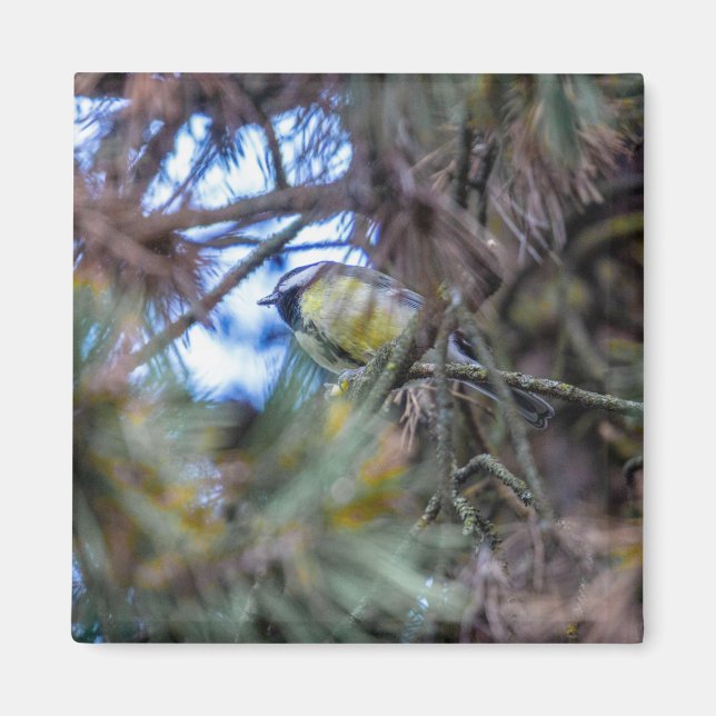 Aimant Grand mésange (Parus major) (Devant)
