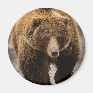 Aimant grand ours brun