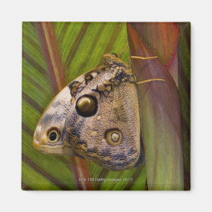 Aimant Grand papillon de jeune hibou (tamarindi