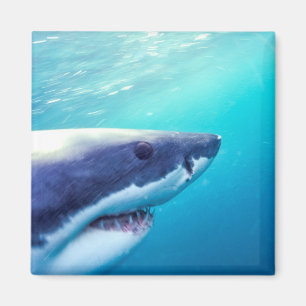 Aimant Grand requin blanc   Afrique du Sud