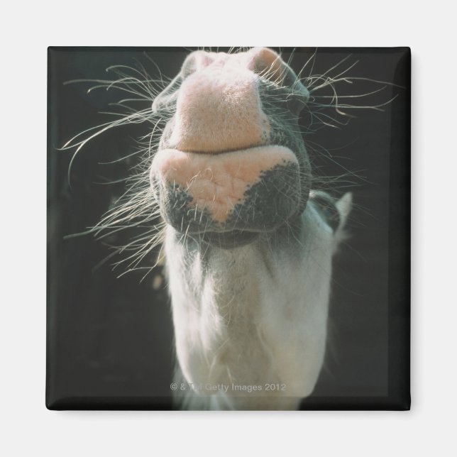 Aimant Grande-Bretagne (Devant)