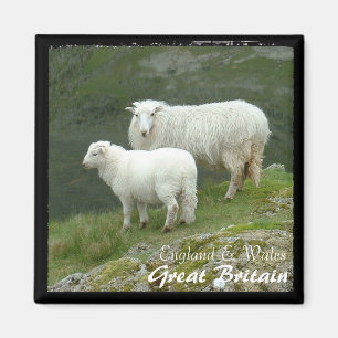 Aimant Grande-Bretagne, mouton avec agneau (aimant)