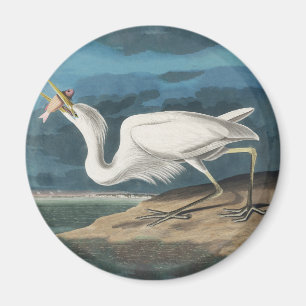 Aimant Grande Peinture de la faune d'Audubon Heron blanc