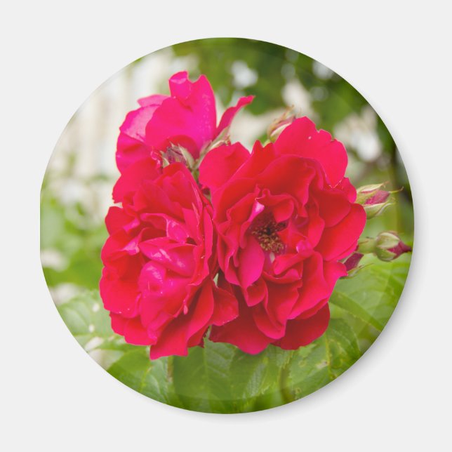 Aimant Grandes roses rouges dans le jardin (Devant)