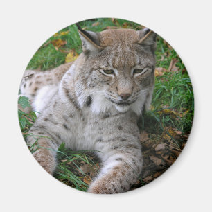 Aimant Grands chats - 11