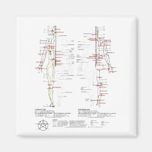 Aimant Graphique des méridiens humains