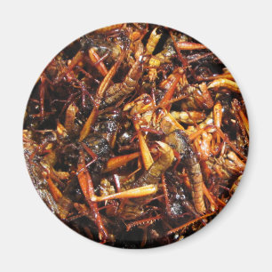 Aimant Grasshopper frit (Takkataen Thot) Alimentation asi