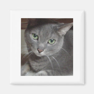 Aimant Gray Cat Russian Blue