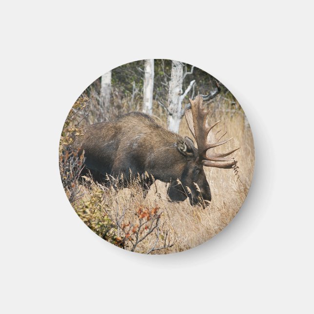 Aimant Grazing Bull Moose (Devant)
