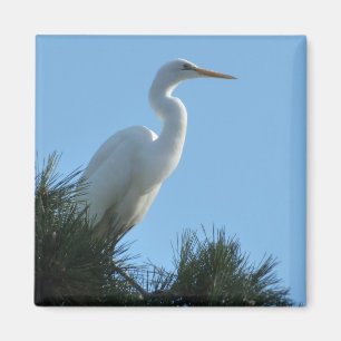 Aimant Great Egret dans la Floride ensoleillée