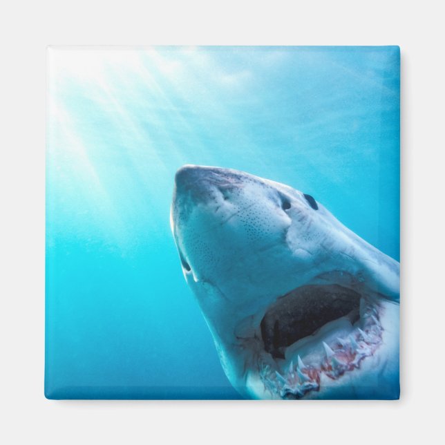 Aimant Great White Shark | Afrique du Sud (Devant)