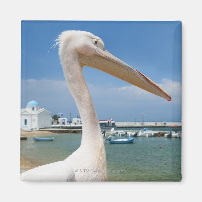 Aimant Grèce, Îles des Cyclades, Mykonos, Pélican sur (Devant)