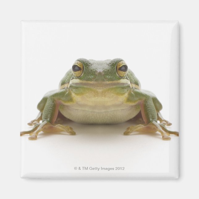 Aimant Green tree frog (Hylidae cinerea) (Devant)