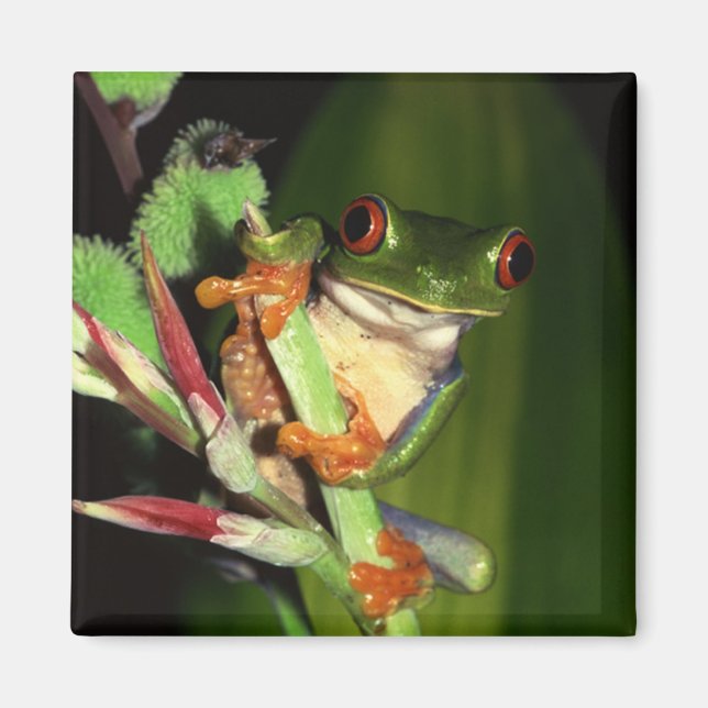 Aimant grenouille (Devant)