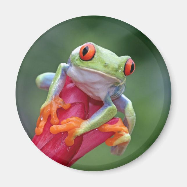 Aimant Grenouille (Devant)