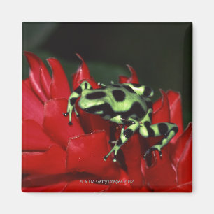 Aimant Grenouille 2