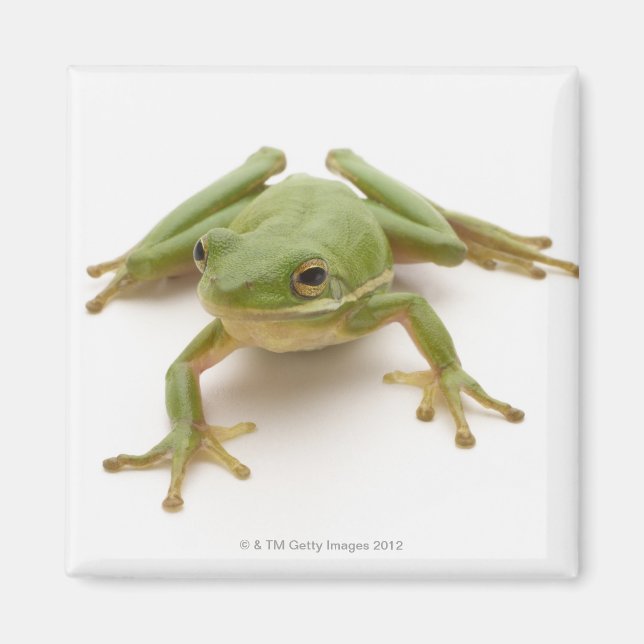 Aimant Grenouille à arbre vert (Devant)