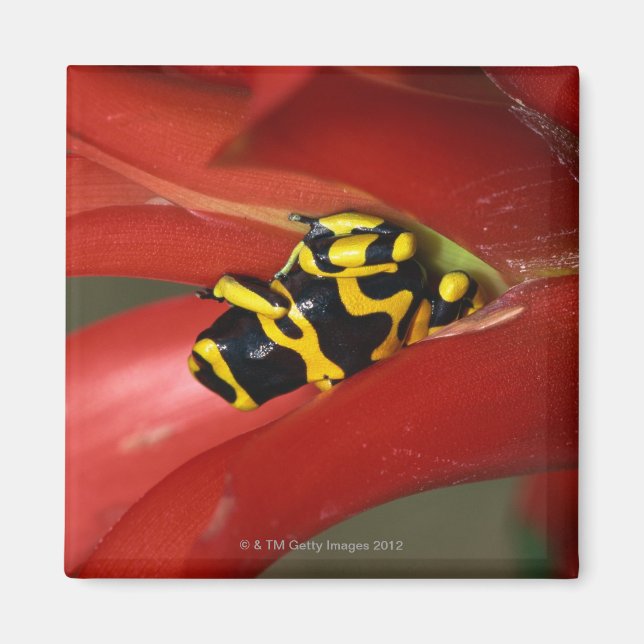 Aimant Grenouille à bandes jaunes (Devant)