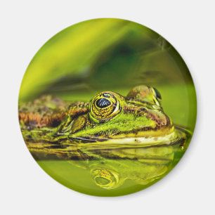 Aimant grenouille à eau