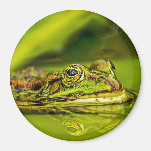 Aimant Grenouille à eau (Devant)