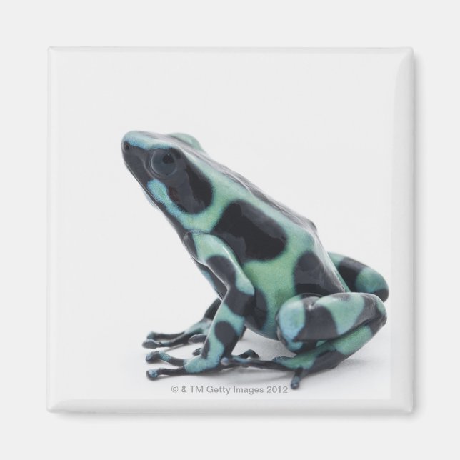 Aimant Grenouille à poison noire et verte (Devant)