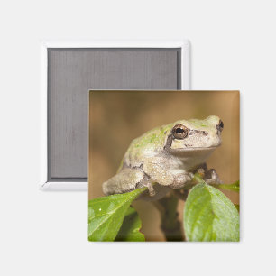 Aimant Grenouille arborescente sur branche