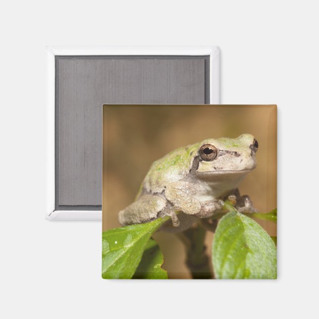 Aimant Grenouille arborescente sur branche (Recto/Verso)